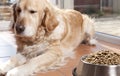 Dog with his food Royalty Free Stock Photo