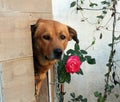 A dog in his kennel and a rose beside