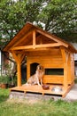 Dog and his new kennel Royalty Free Stock Photo