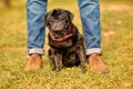 Close up pictrure of mans legs and a dog Royalty Free Stock Photo