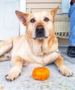 Dog with his pumpkin Royalty Free Stock Photo