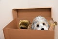 Dog and his toys cuddling in a moving box Royalty Free Stock Photo