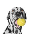 Dog holding a ball Royalty Free Stock Photo