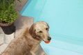 Dog Holding Ball In Mouth At Poolside