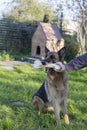 Dog holding big bone in mouth Royalty Free Stock Photo