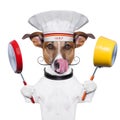Dog cook chef Royalty Free Stock Photo