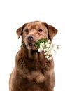 Dog holding flowers