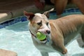 Dog holding her ball Royalty Free Stock Photo