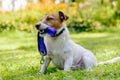 Dog holding its leash in mouth wishes to go for a walk Royalty Free Stock Photo