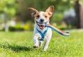 Dog holding leash in mouth walking in pet-friendly park Royalty Free Stock Photo