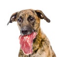 Dog holding meat in its mouth. isolated on white background Royalty Free Stock Photo