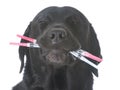 dog holding mouth full of syringes