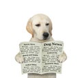 A dog is holding an open newspaper and reading it. White background. Isolated Royalty Free Stock Photo