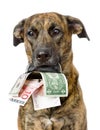 Dog holding a purse with money in its mouth. isolated