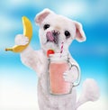 Dog holding smoothie in a mug .