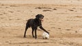 Dog holding a soccer ball at the beach side