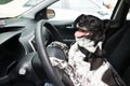 Dog Holding Steering Wheel Of A Car Royalty Free Stock Photo