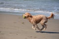 Dog holding a tennis ball in its mouth at the beach, running Royalty Free Stock Photo