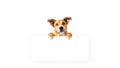 Dog is holding a white sign Royalty Free Stock Photo