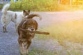 A dog holding wooden stick in its mouth, Sunshine effect, Vintage fillter Royalty Free Stock Photo