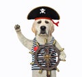 Dog holds helm of pirate ship Royalty Free Stock Photo