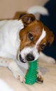 the dog holds his paws and chews his favorite toy.