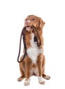 The dog holds a leash in his teeth. Nova Scotia Duck Tolling Retriever on a white background Royalty Free Stock Photo