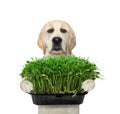 Dog holds microgreens box