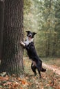 a dog holds a tree