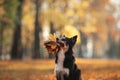 The dog holds yellow leaves in the tooth. Border Collie in the park. autumn mood, Royalty Free Stock Photo