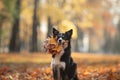 The dog holds yellow leaves in the tooth. Border Collie in the park. autumn mood, Royalty Free Stock Photo