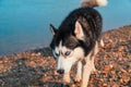 Dog in holiday. Stunning smart nice fluffy sable siberian husky dog portrait