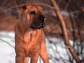 Dog home favorite breed Shar Pei Park winter walk snow red skin portrait sunny day Royalty Free Stock Photo