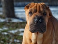 Dog home favorite breed Shar Pei Park winter walk snow red skin portrait sunny day Royalty Free Stock Photo