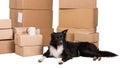 Dog home move Royalty Free Stock Photo