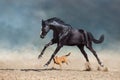 Dog and horse Royalty Free Stock Photo