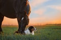 A dog and a horse. Friendship of a dog and a horse in nature Royalty Free Stock Photo