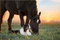 A dog and a horse. Friendship of a dog and a horse in nature Royalty Free Stock Photo