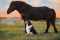 A dog and a horse. Friendship of a dog and a horse in nature Royalty Free Stock Photo