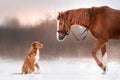 Dog and horse outdoors in winter Royalty Free Stock Photo