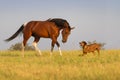 Dog and horse Royalty Free Stock Photo