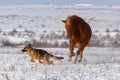 Dog and horse run together in snow Royalty Free Stock Photo