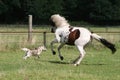 Dog and horse running Royalty Free Stock Photo
