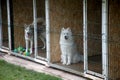 Dog hotel, with pool, individual aviaries. Kedainiu district Lithuania 07 26 2017