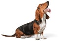 Cute Basset Hound dog looking up Royalty Free Stock Photo