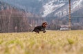 Dog Hound - Bohemian Wire Haired Pointing Griffon is jumping with happiness. Joy of movement. She is running, jumping across