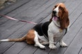 Dog hound basset hound sits on a wooden floor on a leash sticking out his tongue Royalty Free Stock Photo