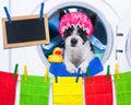 Dog housework chores Royalty Free Stock Photo