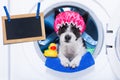 Dog housework chores Royalty Free Stock Photo