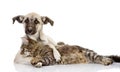 The dog hugs a cat. Royalty Free Stock Photo
